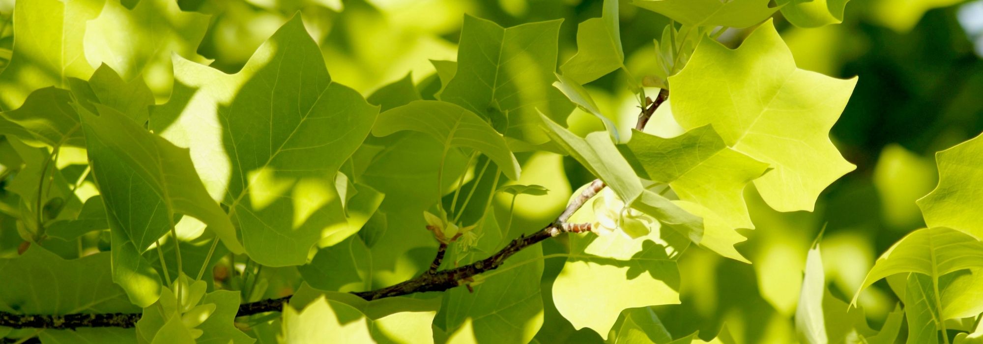 Tulipeiro-da-Virgínia, Liriodendron : plantação, manutenção