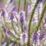 Veronicastrum virginicum, Verónica da Virgínia: plantar, cultivar