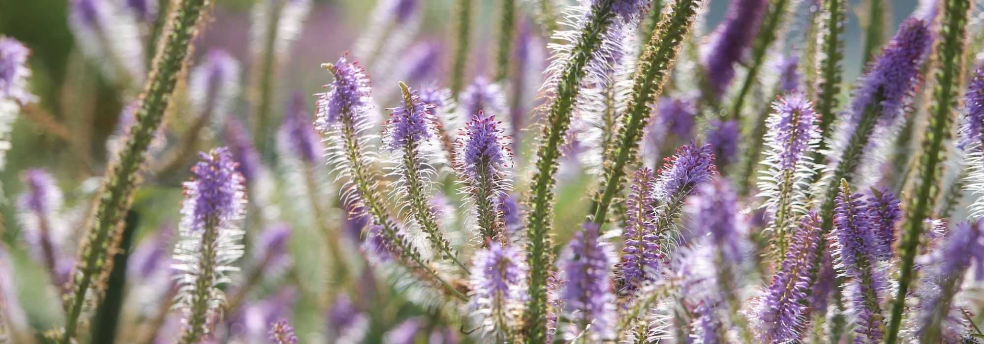 Veronicastrum virginicum, Verónica da Virgínia: plantar, cultivar