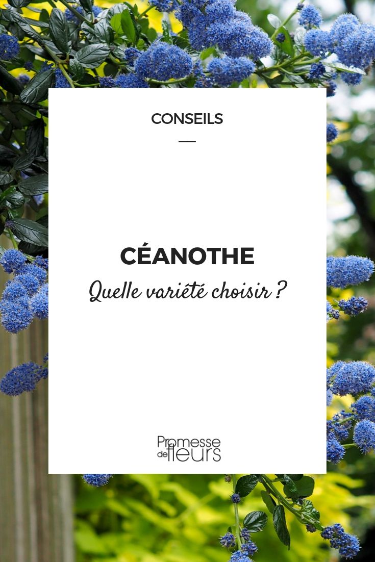 Ceanoto: escolher a variedade certa