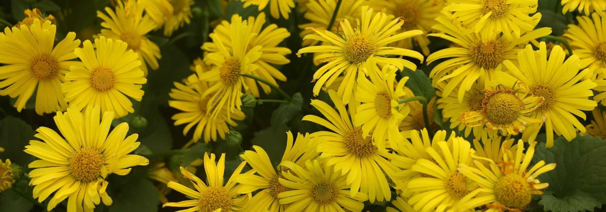 Dorónico, Doronicum : plantar, multiplicar e cuidar