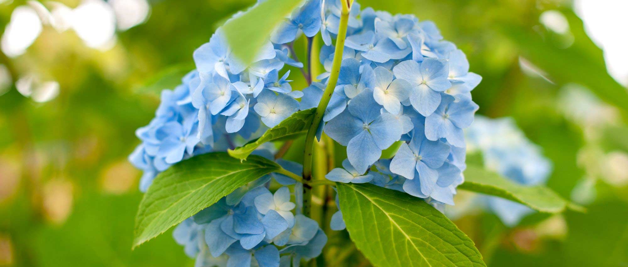 Hortênsia: 7 ideias para a combinar