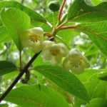 Schisandra: plantação, colheita das bagas, cuidados
