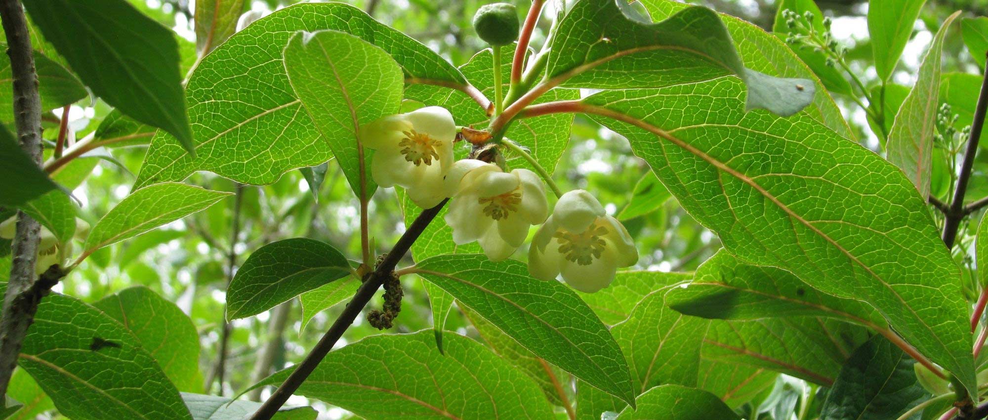 Schisandra: plantação, colheita das bagas, cuidados
