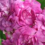 O arqueamento das roseiras ou pegging roses