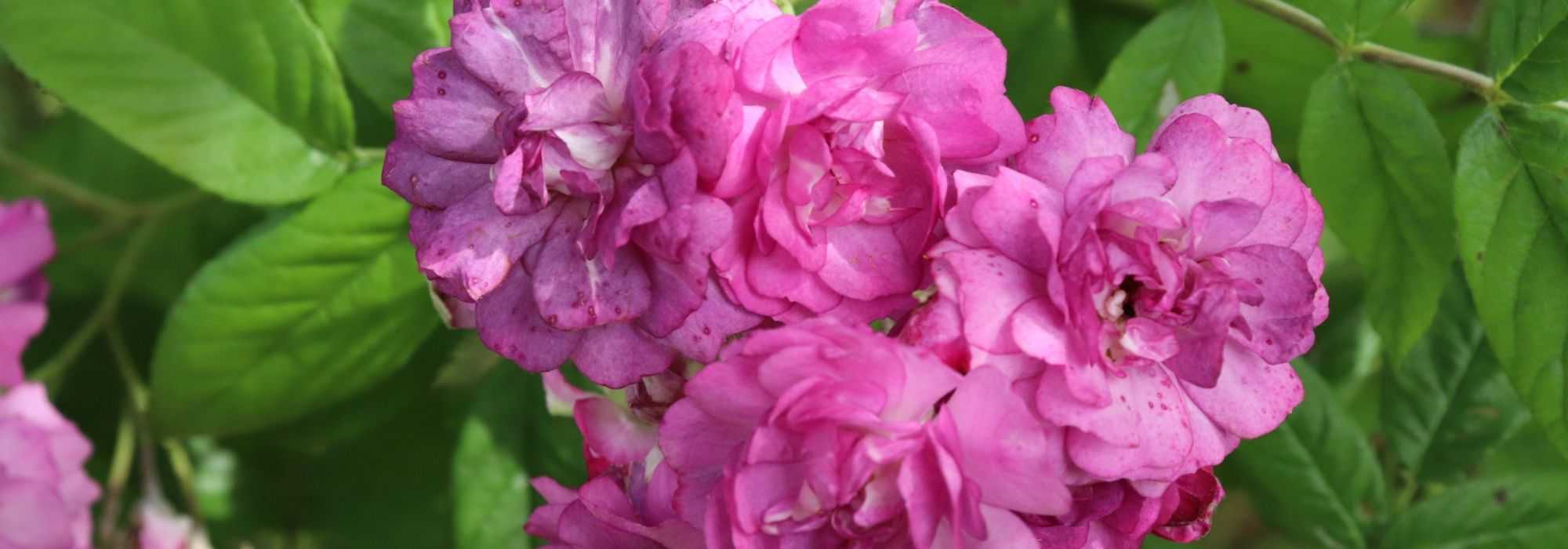 O arqueamento das roseiras ou pegging roses