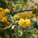 Mimosa-do-Chile: plantar, podar e cuidar