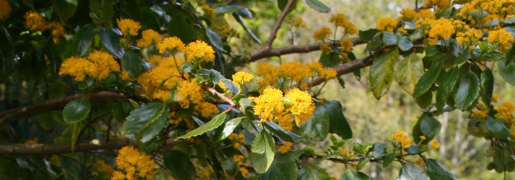 Mimosa-do-Chile: plantar, podar e cuidar