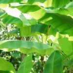 Bananeira em vaso: plantação e manutenção