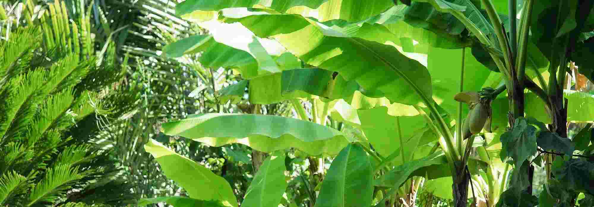 Bananeira em vaso: plantação e manutenção