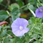 Convolvulus, Corriola da Turquia: semear, plantar, cuidar