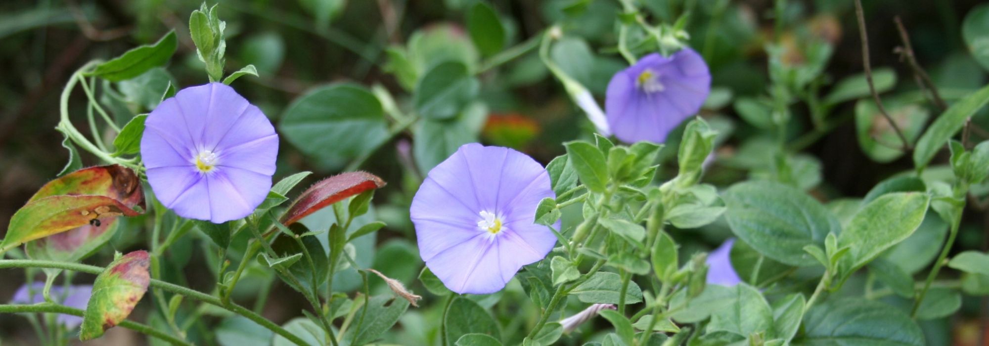 Convolvulus, Corriola da Turquia: semear, plantar, cuidar