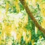 Laburno, Laburnum: plantar, podar e tratar