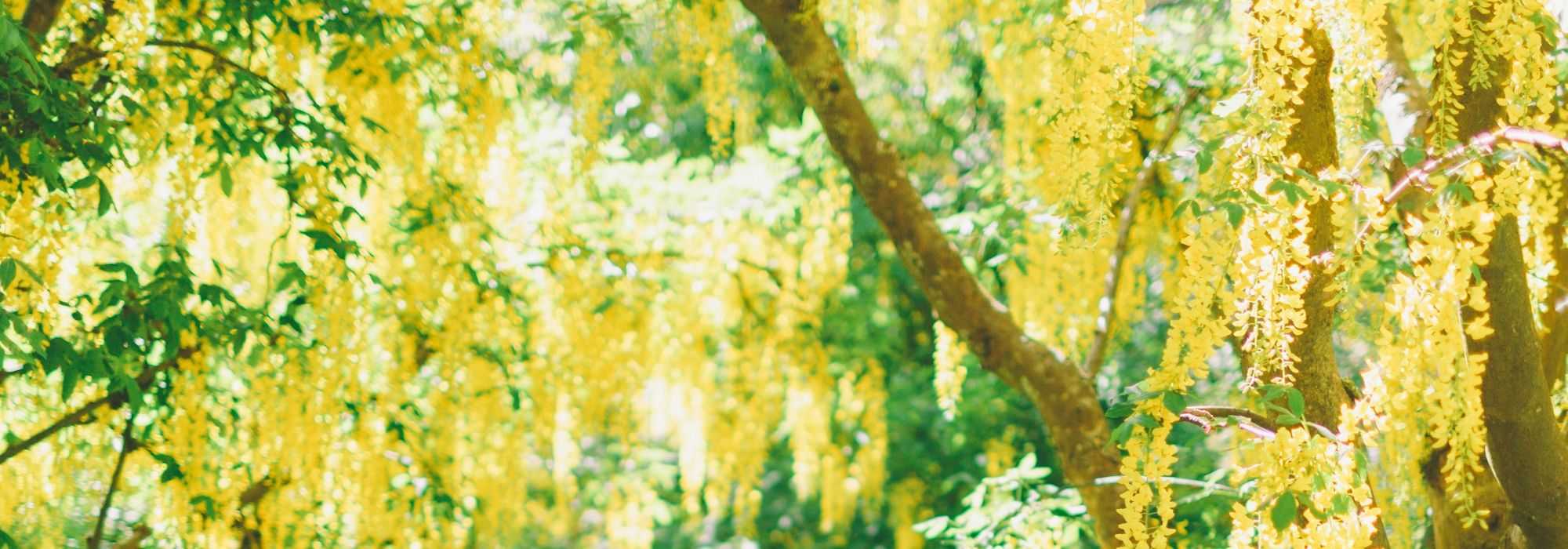 Laburno, Laburnum: plantar, podar e tratar