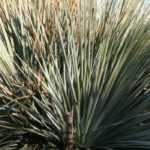 Dasylirion : plantar, cultivar e cuidar