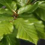 Faia, Fagus : plantar, podar e tratar