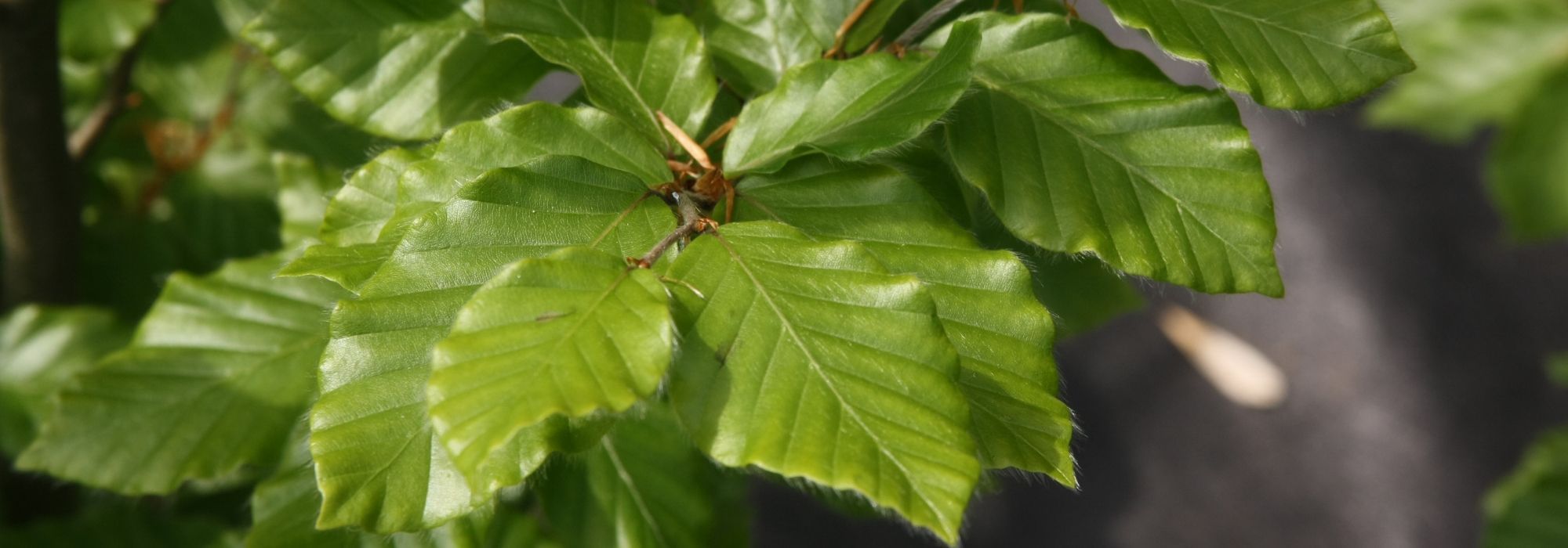 Faia, Fagus : plantar, podar e tratar