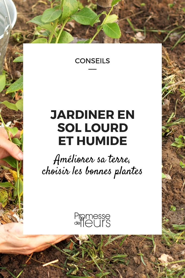 solo pesado e húmido no jardim: conselhos