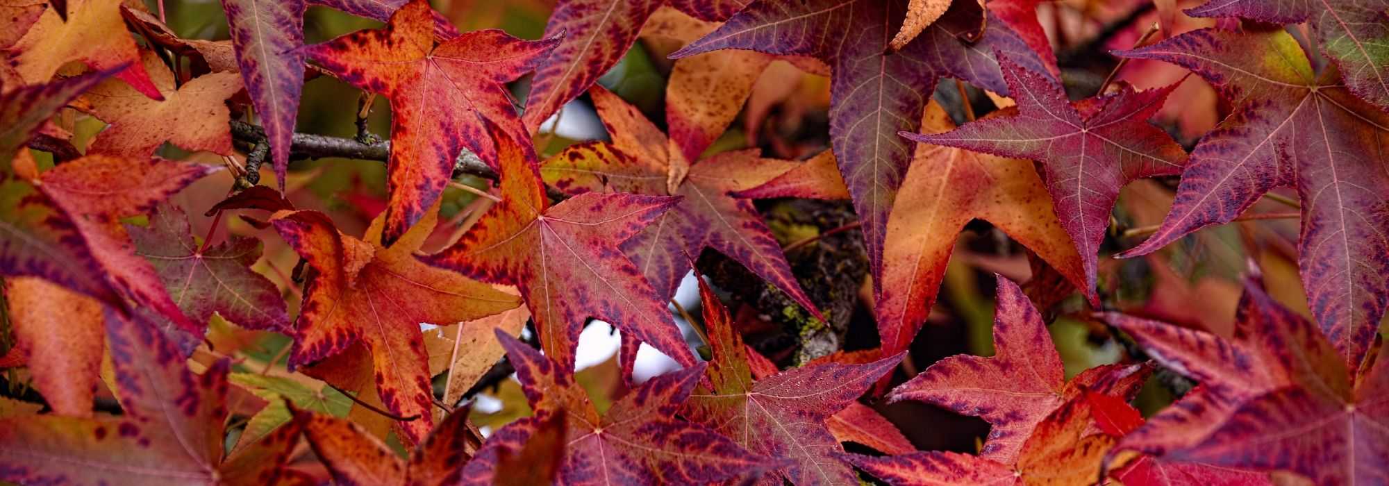 Liquidambar, liquidâmbar: plantação, poda, manutenção