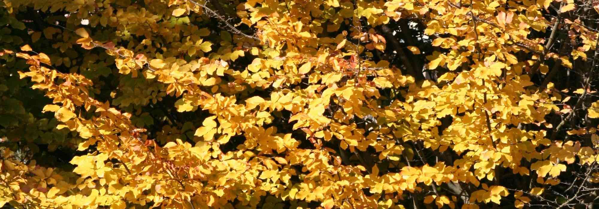 Parrotia persica, parrótia: plantar, podar e tratar