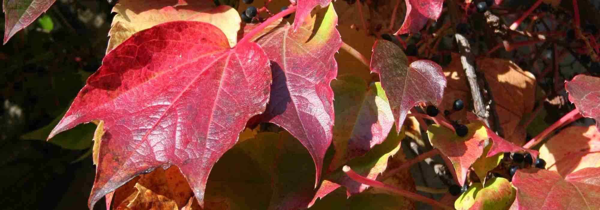 Plantas trepadeiras com interesse outonal: as melhores variedades