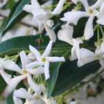 10 plantas trepadeiras para pleno sol