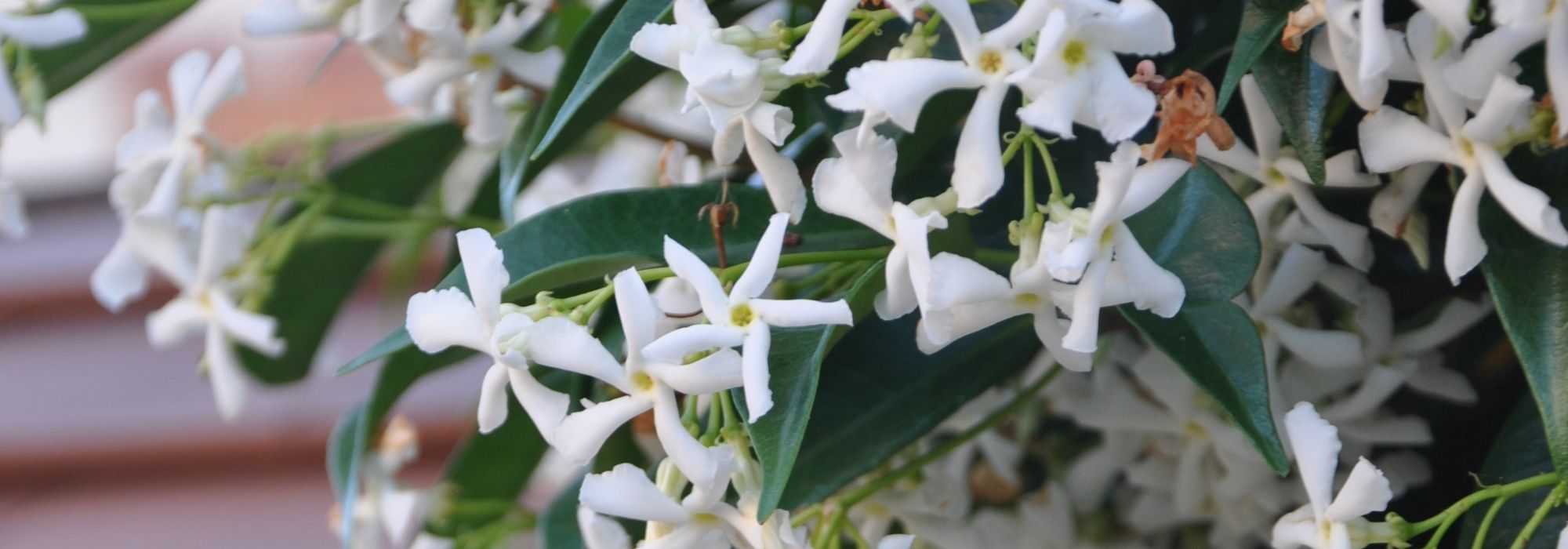 10 plantas trepadeiras para pleno sol