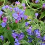 Pulmonária, Pulmonaria : plantar, cuidar