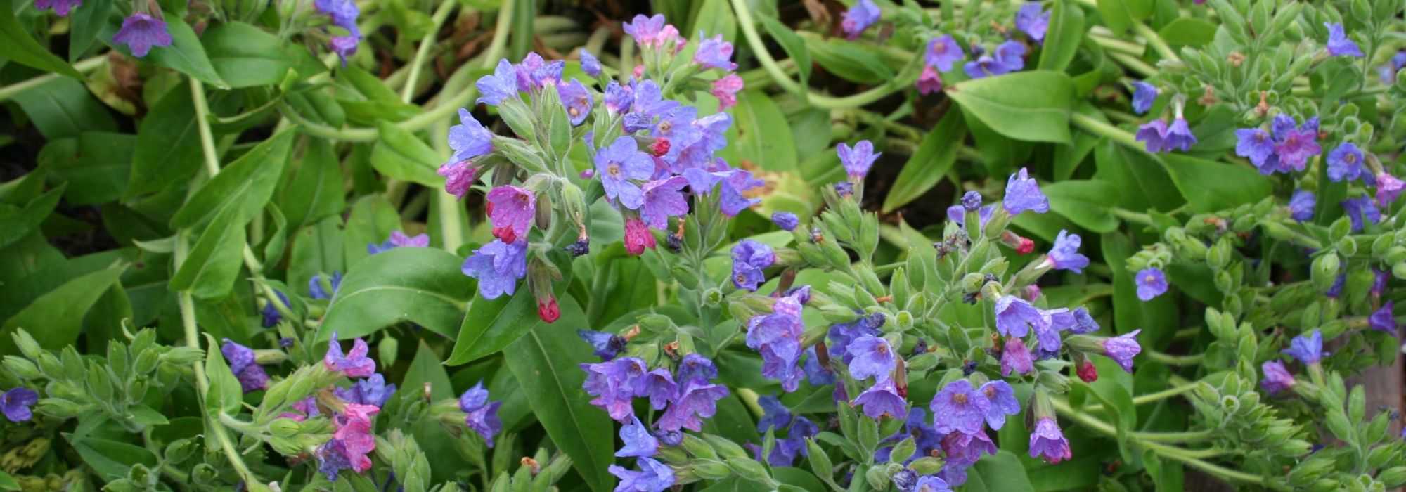 Pulmonária, Pulmonaria : plantar, cuidar