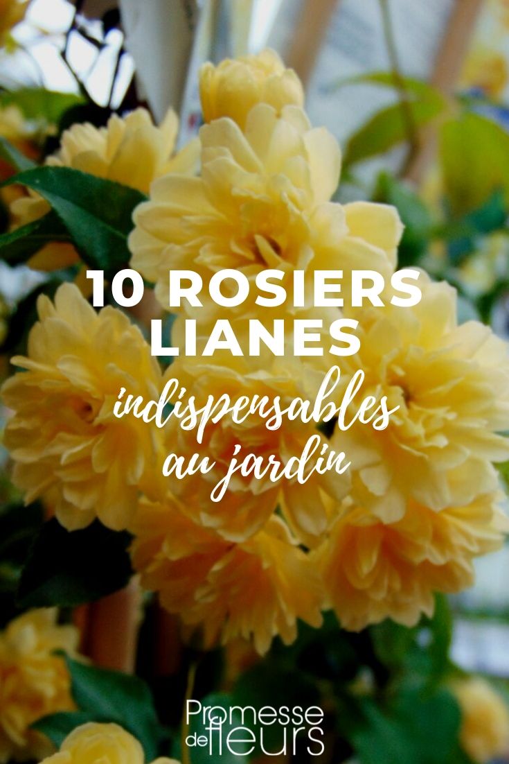 Roseira trepadeira: as 10 melhores variedades