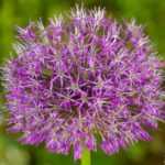 5 boas razões para plantar alhos no jardim
