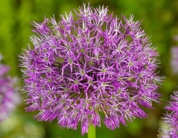5 boas razões para plantar alhos no jardim