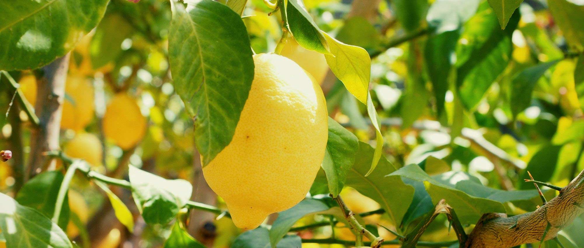 Limoeiro em vaso: cultivar e cuidar