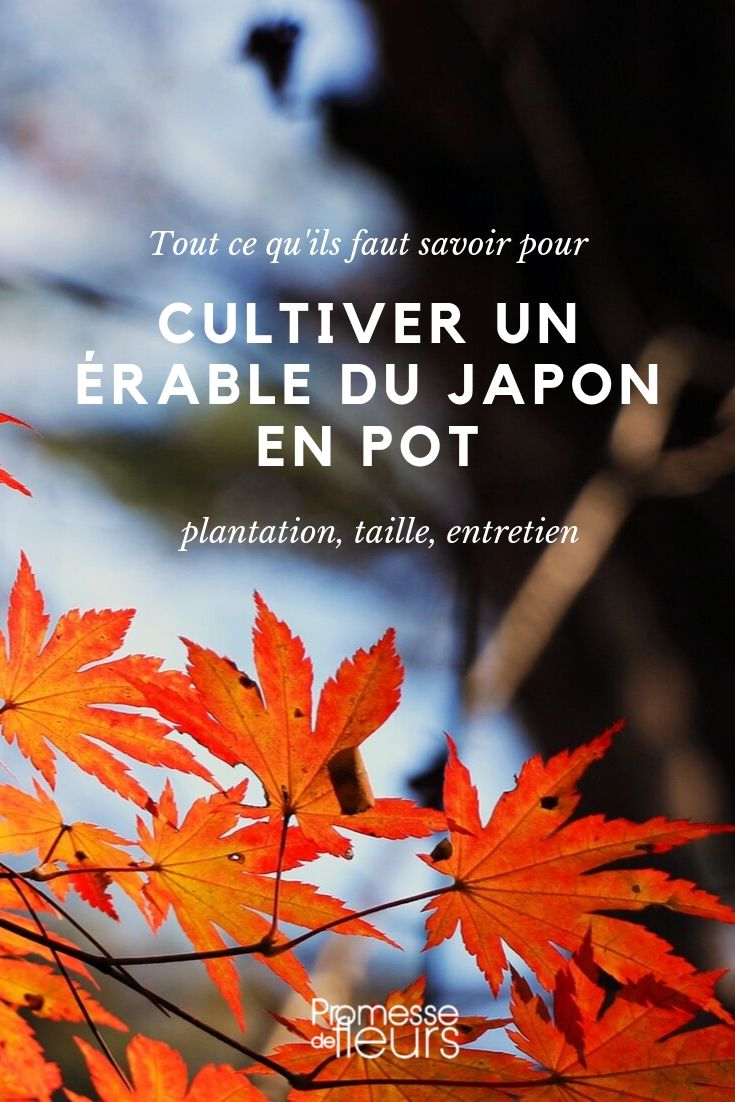 Bordo-do-japão em vaso - conselhos de cultivo