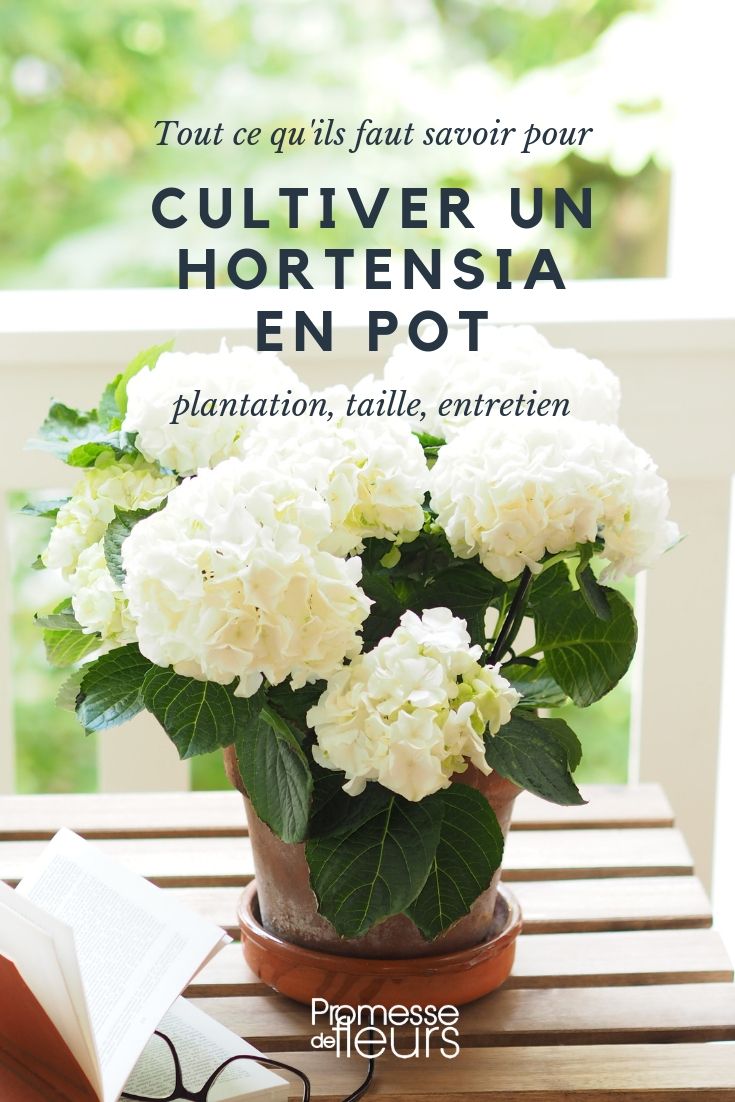 Hortênsia em vaso : plantação, cultivo
