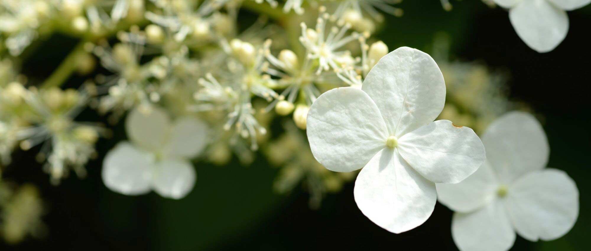 Hortênsia branca: as melhores variedades
