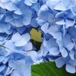 Hortênsia azul: as melhores variedades