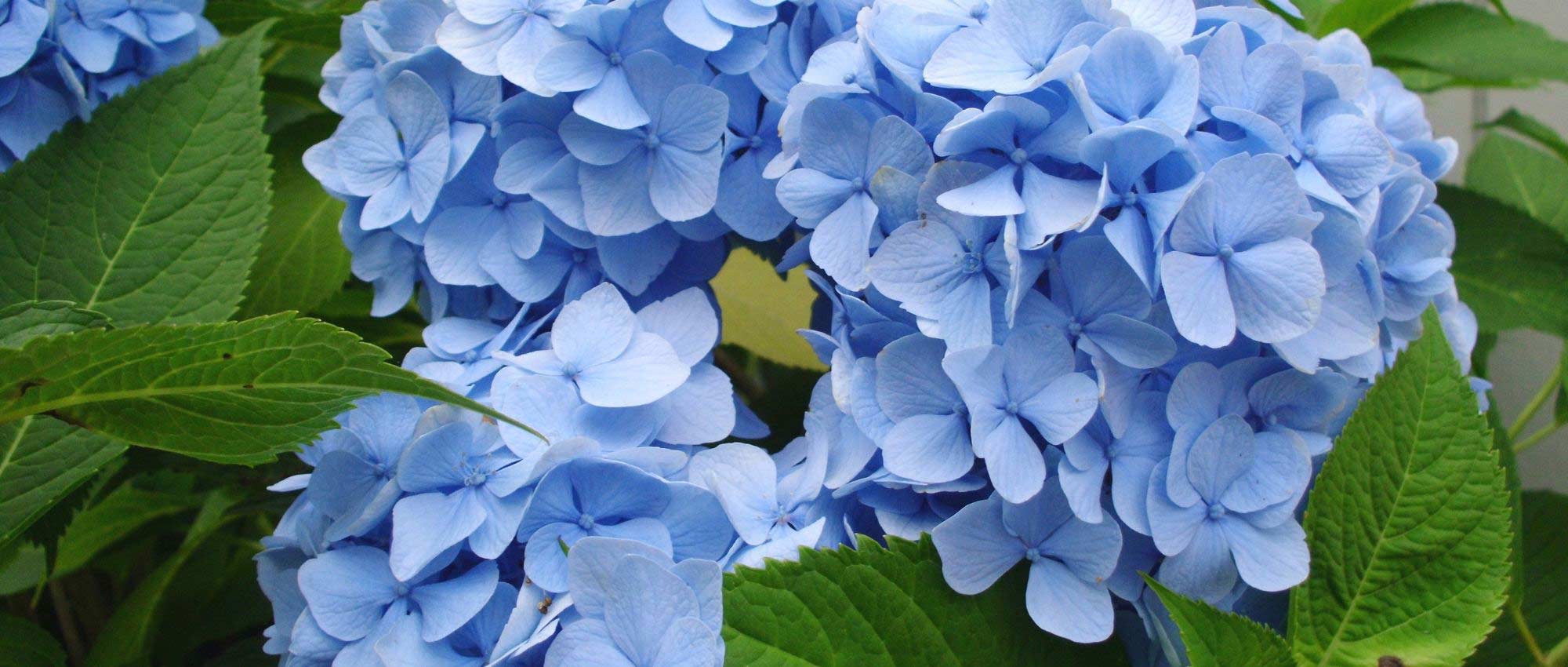 Hortênsia azul: as melhores variedades