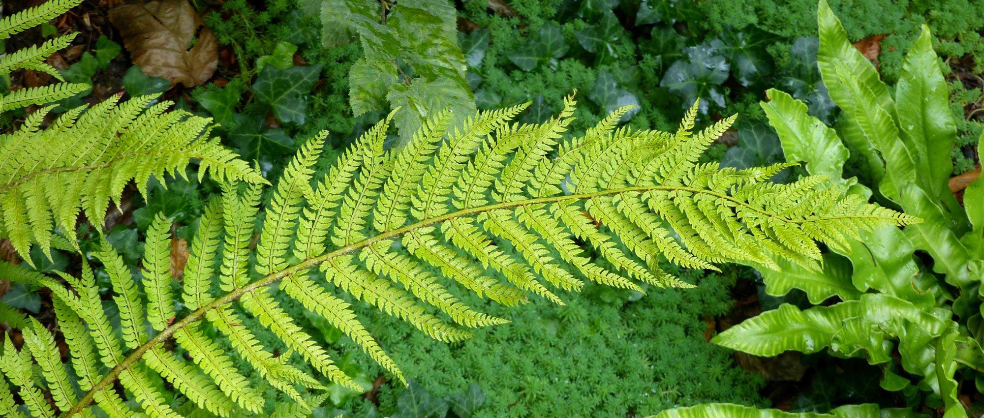 Polístico : plantação, cultivo e cuidados