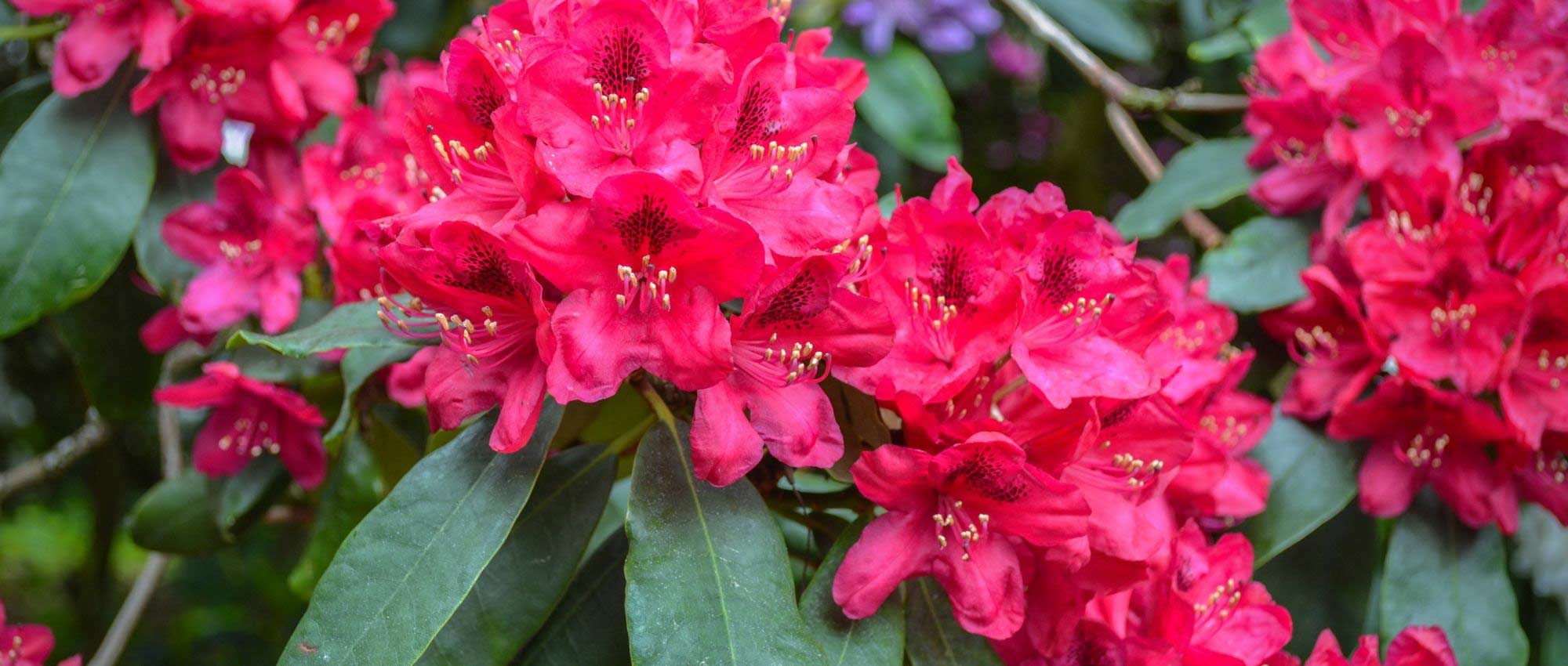 Rododendros: como cultivá-los em vaso?