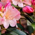 Rododendros: as melhores variedades
