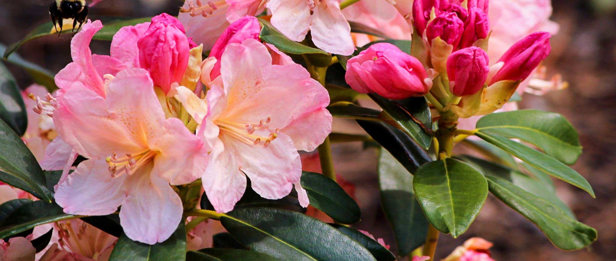 Rododendros: as melhores variedades