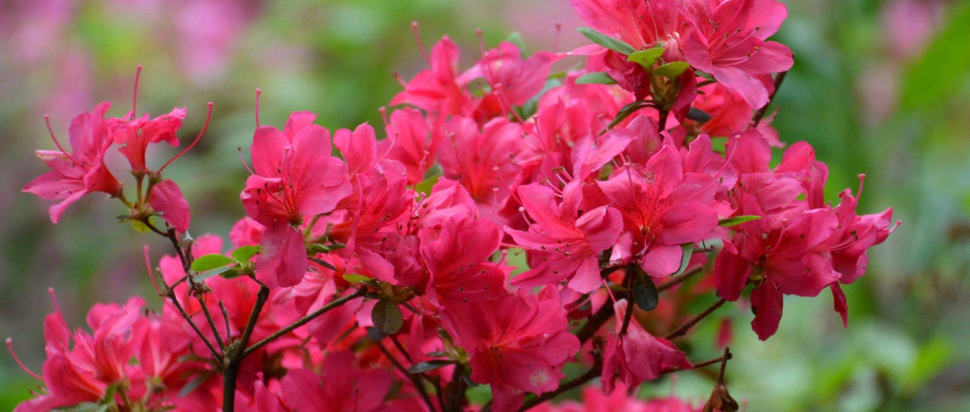 Rododendros Anões e azaleias: as melhores variedades