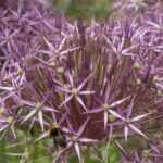 Allium, alho ornamental: 10 variedades indispensáveis