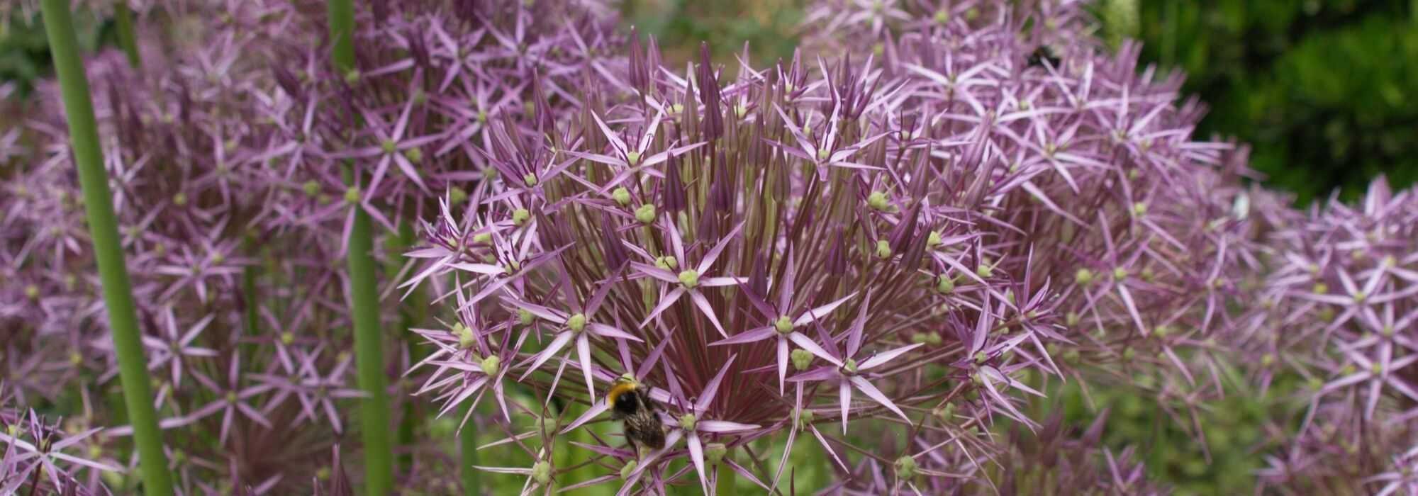 Allium, alho ornamental: 10 variedades indispensáveis