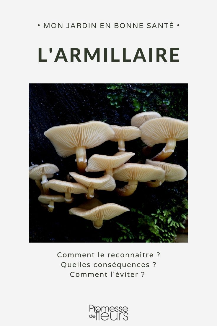 Armilária, podridão radicular