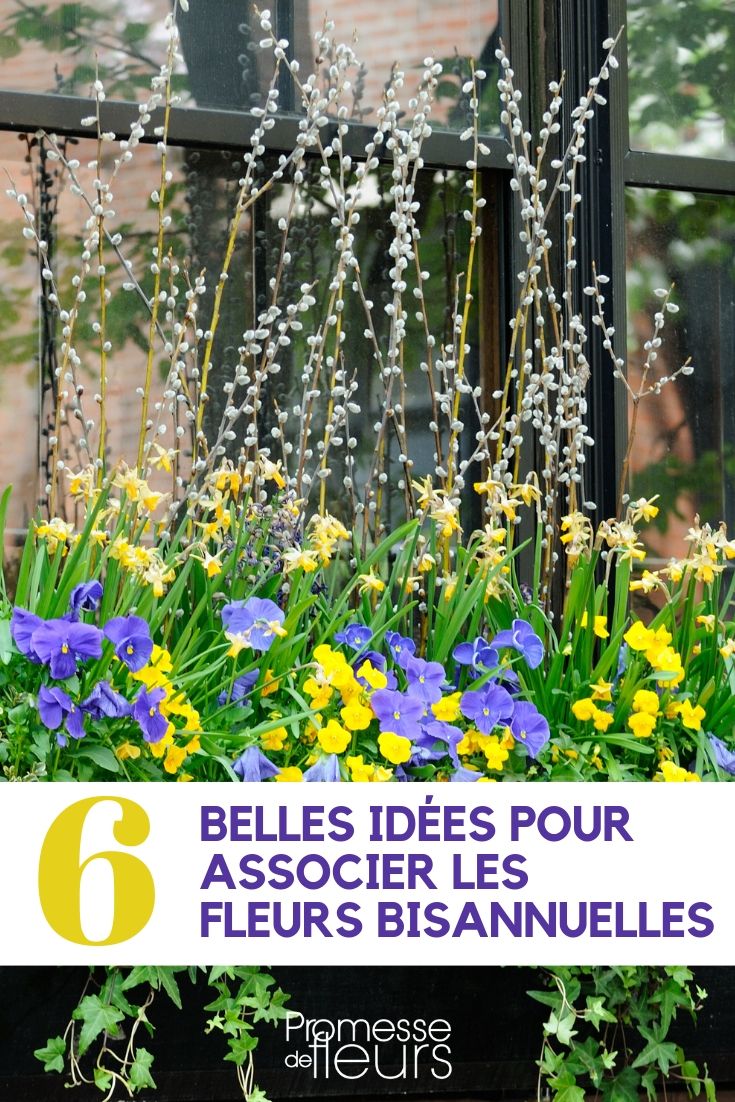 Flores bienais: ideias de associação