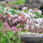 Bergénia: 5 ideias para associar ao jardim