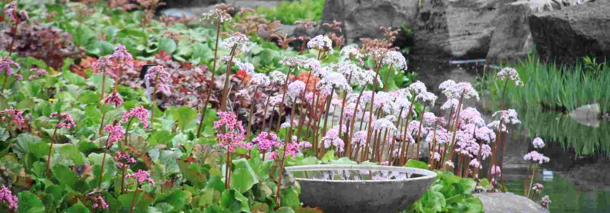 Bergénia: 5 ideias para associar ao jardim