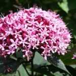 Clerodendro, Árvore do Clero: plantar, podar e cuidar